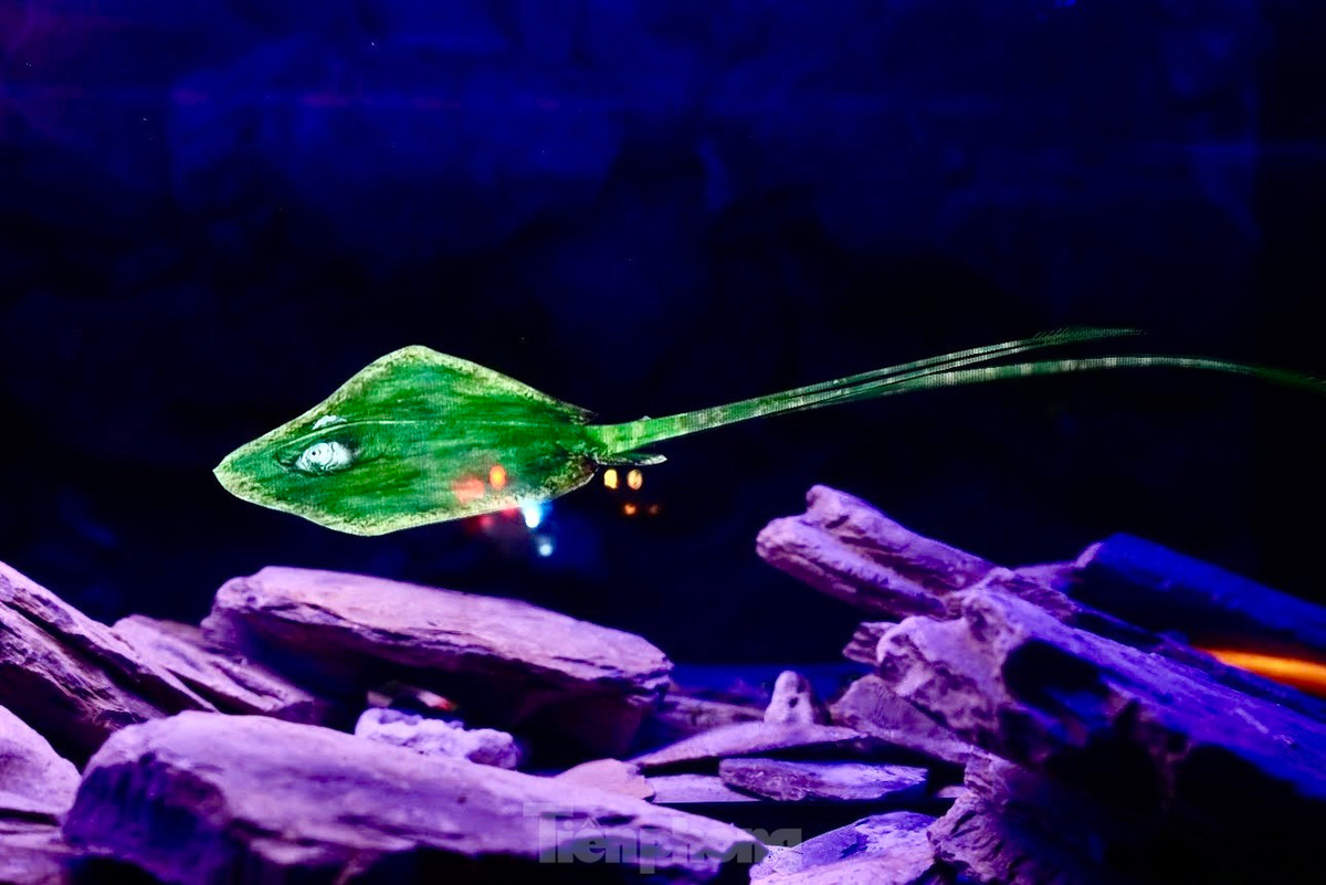 Mặc dù không có nước nhưng người xem cũng cảm nhận được hình ảnh sinh động về các sinh vật dưới đại dương.