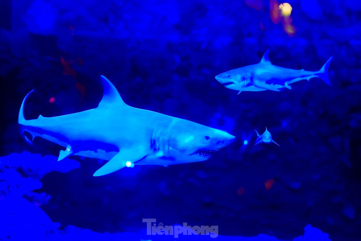 Công nghệ này giúp người xem quan sát hình ảnh nổi 360 độ mà không cần sử dụng màn chiếu, kính đeo chuyên dụng. Với thủy cung, điểm ưu việt lớn nhất là không có sự can thiệp, tác động đến môi trường tự nhiên sinh trưởng các loài vật.