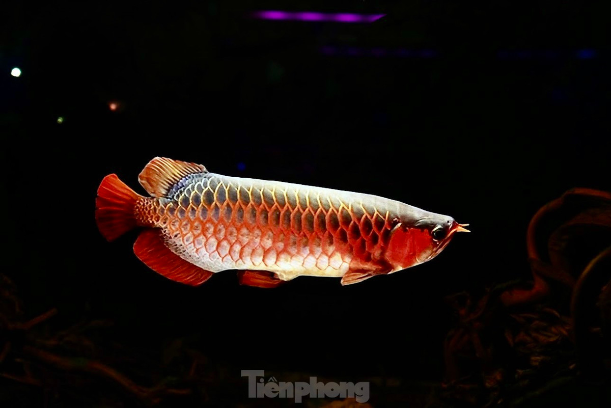 Các bể cá ứng dụng công nghệ Hologram trình chiếu để mô phỏng hình ảnh thay cho việc nuôi dưỡng cá như các bể thông thường.