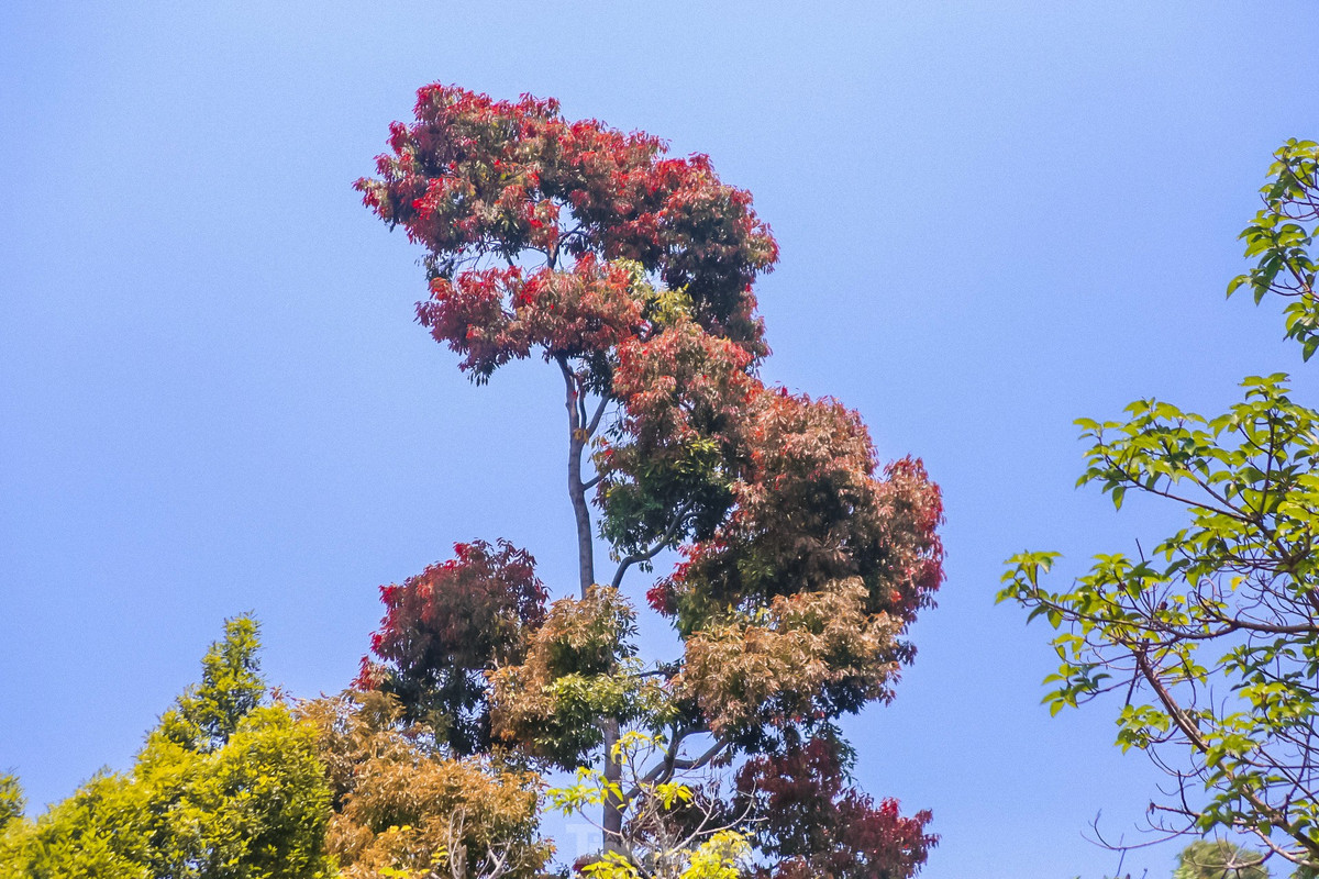 Người dân, du khách khi đến với bán đảo Sơn Trà có thể ngắm hoa, vừa ngắm trọn được cả thành phố Đà Nẵng từ trên cao. Chắc chắn, cảnh sắc tuyệt vời sẽ tạo ấn tượng khó quên với mỗi người khi đặt chân đến đây.