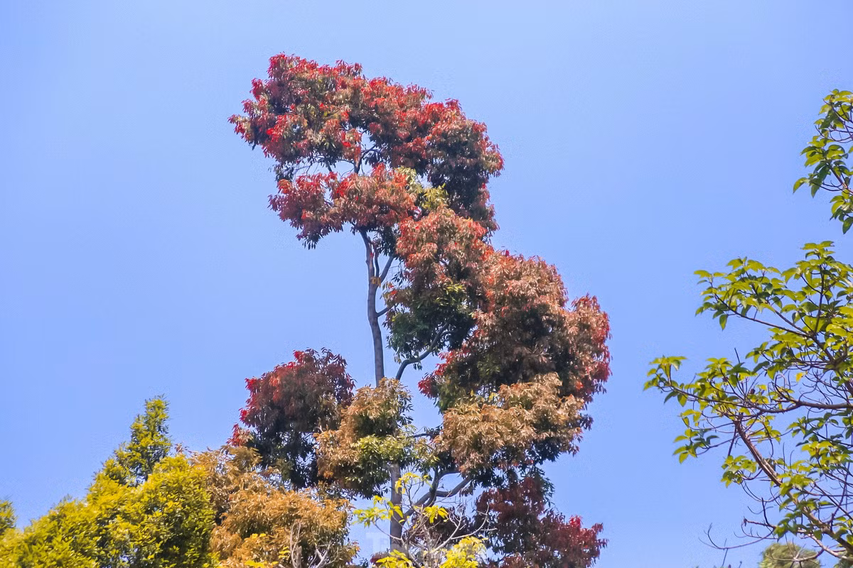 Người dân, du khách khi đến với bán đảo Sơn Trà có thể ngắm hoa, vừa ngắm trọn được cả thành phố Đà Nẵng từ trên cao. Chắc chắn, cảnh sắc tuyệt vời sẽ tạo ấn tượng khó quên với mỗi người khi đặt chân đến đây.