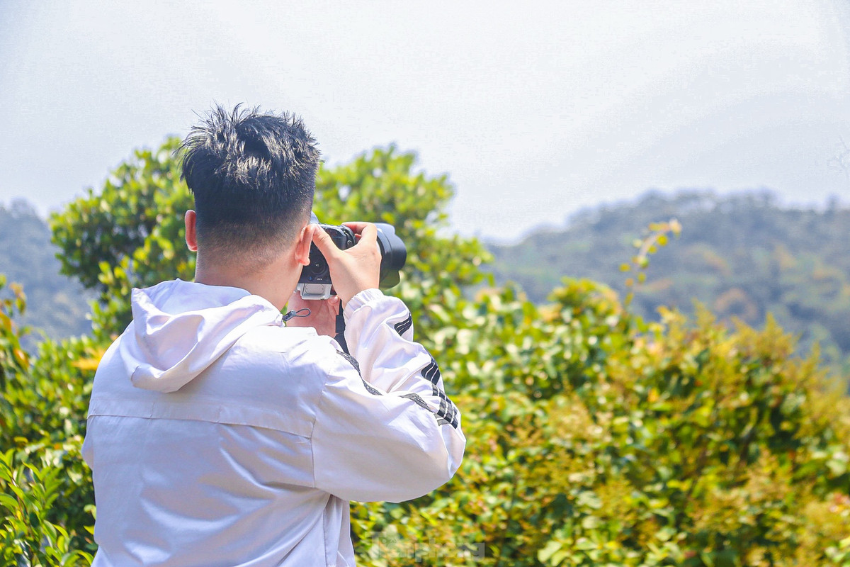 Bạn Hồ Phan Bảo Lâm sống ở Đà Nẵng cho biết, năm nào tới tháng 4 cũng đến đây để ngắm hoa và săn những bức hình đẹp. “Những dịp như thế này mình có thể ngắm được loài Voọc Chà vá chân nâu quý hiếm và nhiều loài hoa khoe sắc. Vào mùa hoa lim xẹt nở rộ cũng là lúc loài linh trưởng này ra để tìm thức ăn nên mình có thể ngắm nhìn chúng rất gần, còn không thì rất khó bắt gặp chúng”, bạn Lâm nói.