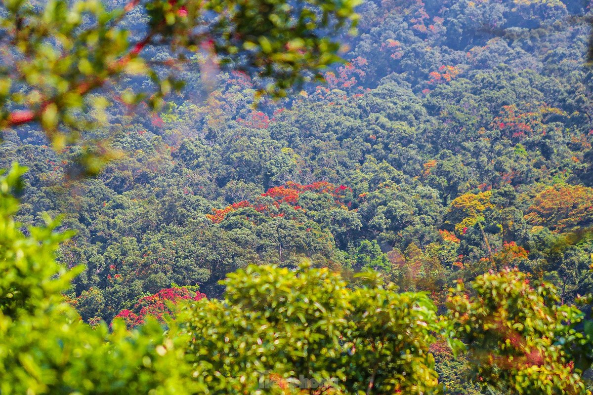 Đứng trên đỉnh Sơn Trà có thể nhìn thấy phong cảnh tuyệt mĩ, từng vạt rừng đua nhau khoe sắc, hoa lim xẹt đua nở, phượng dây đỏ thắm, hoa sim tím ngắt tràn ngập cả lối đi, nhiều cây rừng đang vào mùa thay lá khiến du khách không thể rời mắt.