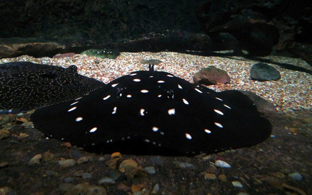 Loai ca gan 2,3 ty duoc cac dai gia nuoi lam thu cung-Hinh-7