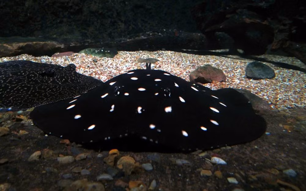 Loai ca gan 2,3 ty duoc cac dai gia nuoi lam thu cung-Hinh-7