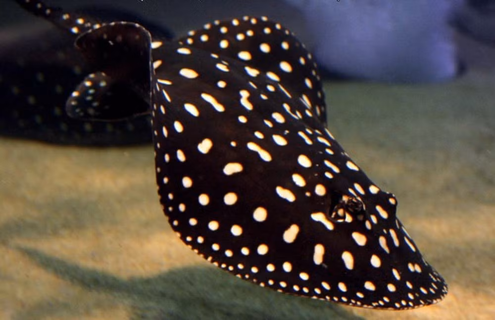 Loai ca gan 2,3 ty duoc cac dai gia nuoi lam thu cung-Hinh-3