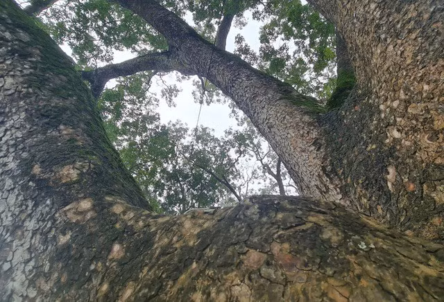 Những vết thời gian trên thân những cây xà cừ cổ thụ