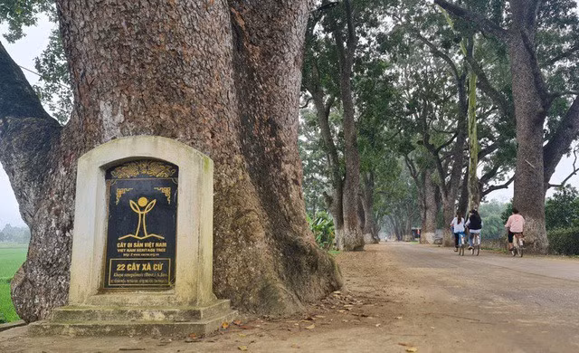 Hàng cây xanh tỏa bóng mát trên đường lên huyệt đạo thiêng núi Nưa