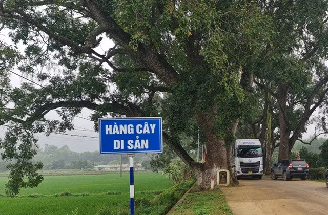 Những dịp đầu năm mới hay những ngày lễ hội, rất đông du khách tới đỉnh ngàn Nưa đã dừng chân nghỉ ngơi, ngắm hàng cây di sản