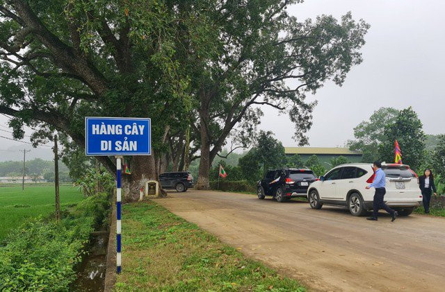 Trải qua 100 năm, chứng kiến bao thăng trầm, đổi thay của vùng đất Cổ Định - nơi Anh hùng dân tộc Triệu Thị Trinh dấy binh đánh đuổi quân Ngô xâm lược, hàng cây vẫn xanh tốt, phát triển khỏe mạnh.