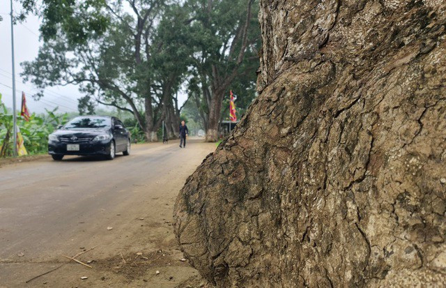 Theo các cụ cao niên trong làng, hàng cây xà cừ được trồng từ những năm 1920