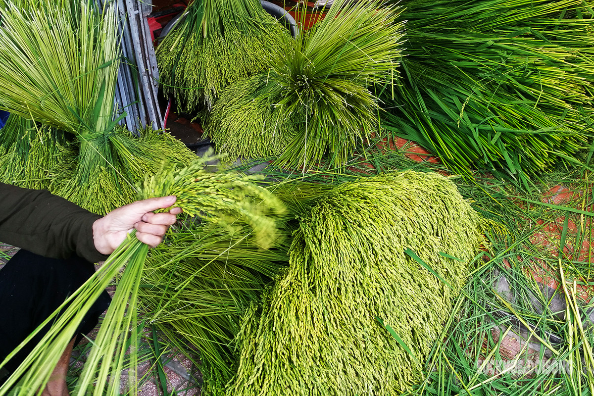 Vao lang Me Tri xem nguoi dan “luyen” com, nghe tieng chay tham thinh-Hinh-3