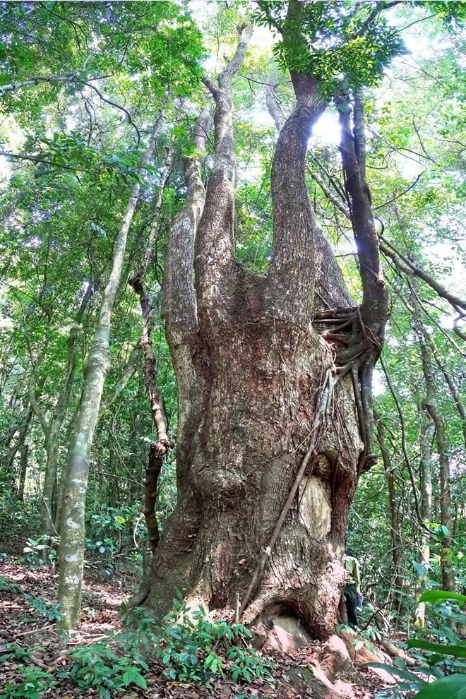 Vuon Quoc gia Ta Dung - canh quan me hoac giua dai ngan Tay Nguyen-Hinh-11