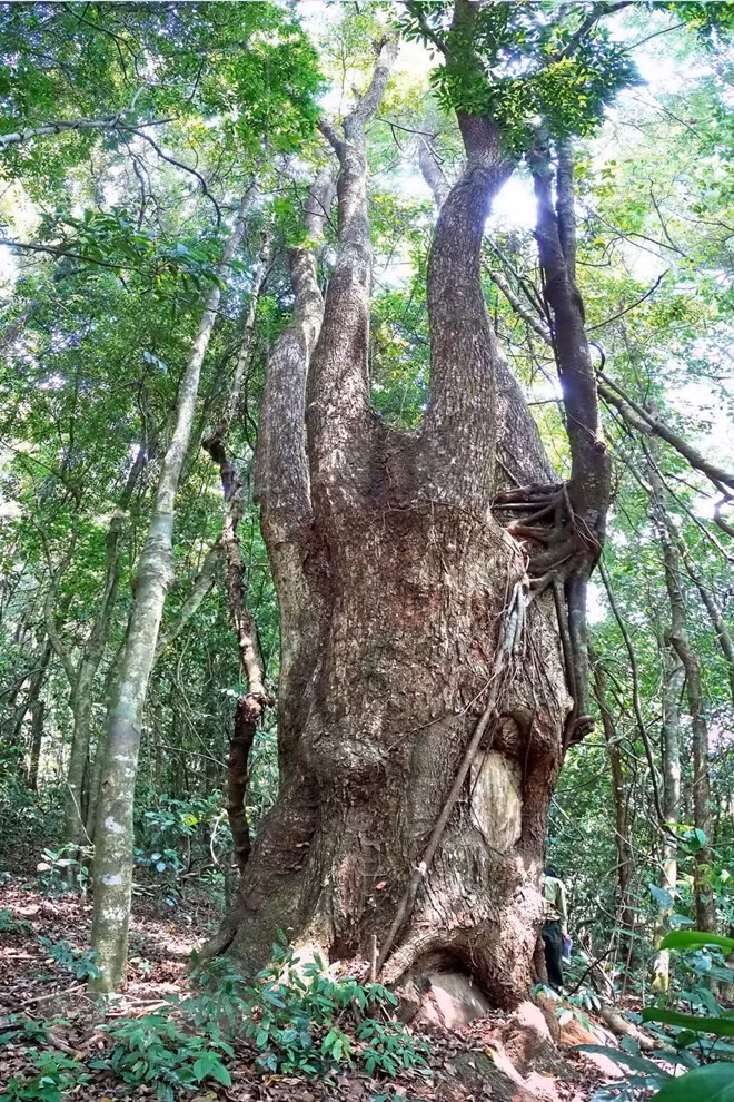 Vuon Quoc gia Ta Dung - canh quan me hoac giua dai ngan Tay Nguyen-Hinh-11