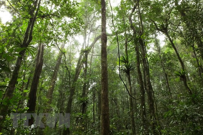 Vuon Quoc gia Ta Dung - canh quan me hoac giua dai ngan Tay Nguyen-Hinh-10