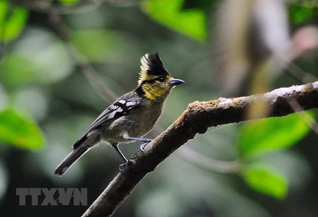 Vườn Quốc gia Tà Đùng - cảnh quan mê hoặc giữa đại ngàn Tây Nguyên - Hình 3 Vuon Quoc gia Ta Dung - canh quan me hoac giua dai ngan Tay Nguyen-Hinh-3