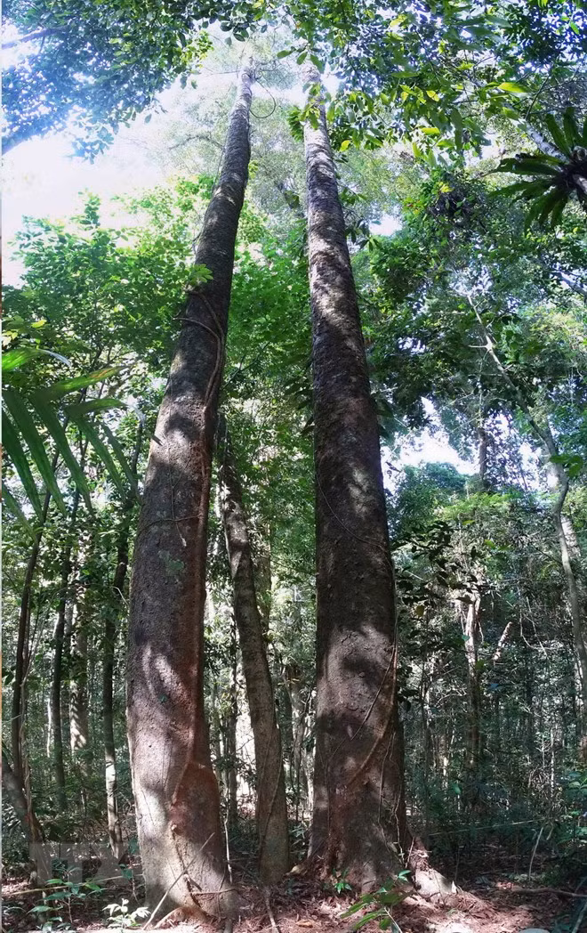 Vuon Quoc gia Ta Dung - canh quan me hoac giua dai ngan Tay Nguyen-Hinh-9