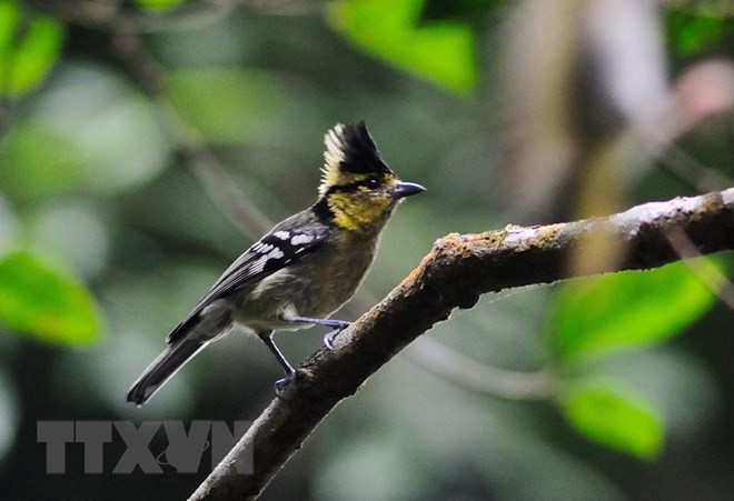 Vuon Quoc gia Ta Dung - canh quan me hoac giua dai ngan Tay Nguyen-Hinh-8