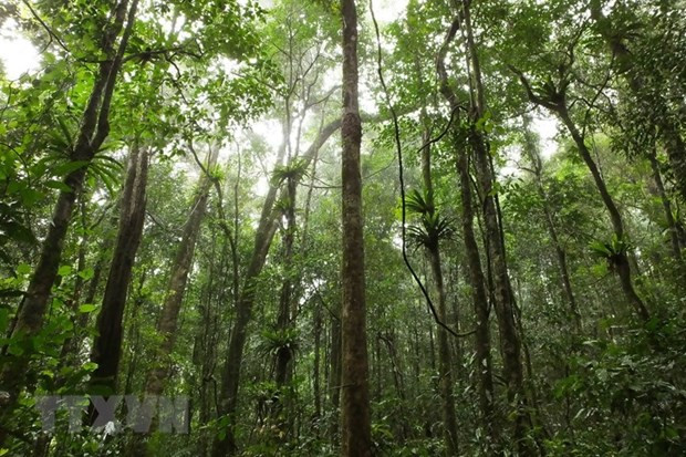Vườn Quốc gia Tà Đùng - cảnh quan mê hoặc giữa đại ngàn Tây Nguyên - Hình 2 Vuon Quoc gia Ta Dung - canh quan me hoac giua dai ngan Tay Nguyen-Hinh-2