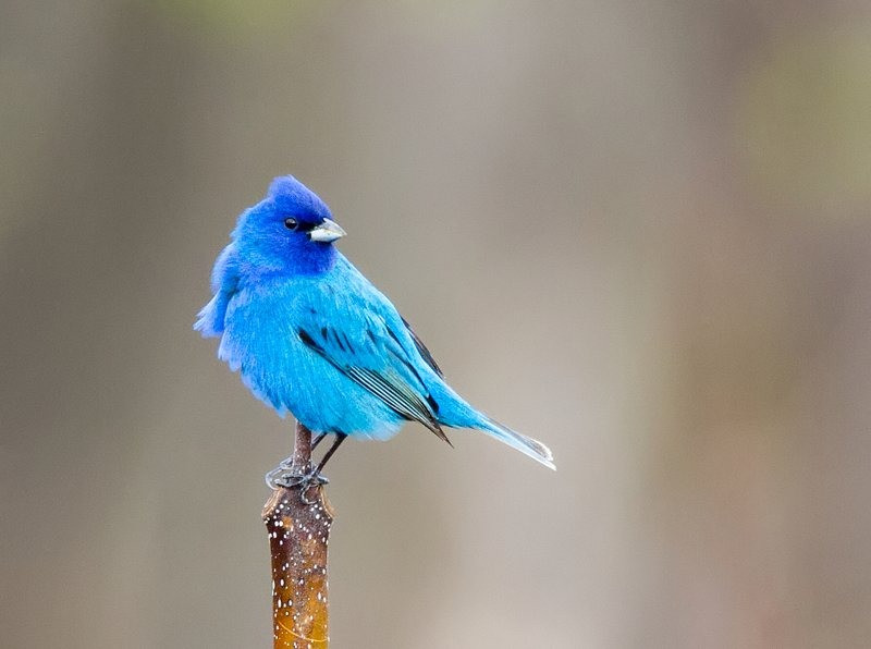 Những con giáp được đề cập đến ngày hôm nay có cuộc sống suôn sẻ hơn trong khoảng thời gian từ tháng 10 đến tháng 11. Các con giáp này không phải lo lắng khi khởi nghiệp, thường có những đột phá lớn để thể hiện năng lực một cách suôn sẻ, không chịu gánh nặng hay áp lực nào. Ảnh minh họa Rawpixel