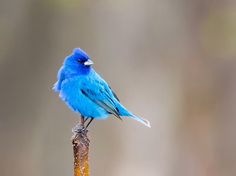 Những con giáp được đề cập đến ngày hôm nay có cuộc sống suôn sẻ hơn trong khoảng thời gian từ tháng 10 đến tháng 11. Các con giáp này không phải lo lắng khi khởi nghiệp, thường có những đột phá lớn để thể hiện năng lực một cách suôn sẻ, không chịu gánh nặng hay áp lực nào. Ảnh minh họa Rawpixel