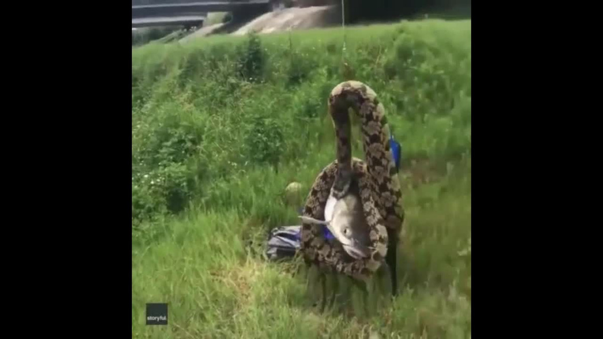 Video: Keo can cau ca, nguoi dan ong sung sot khi thay thu nay