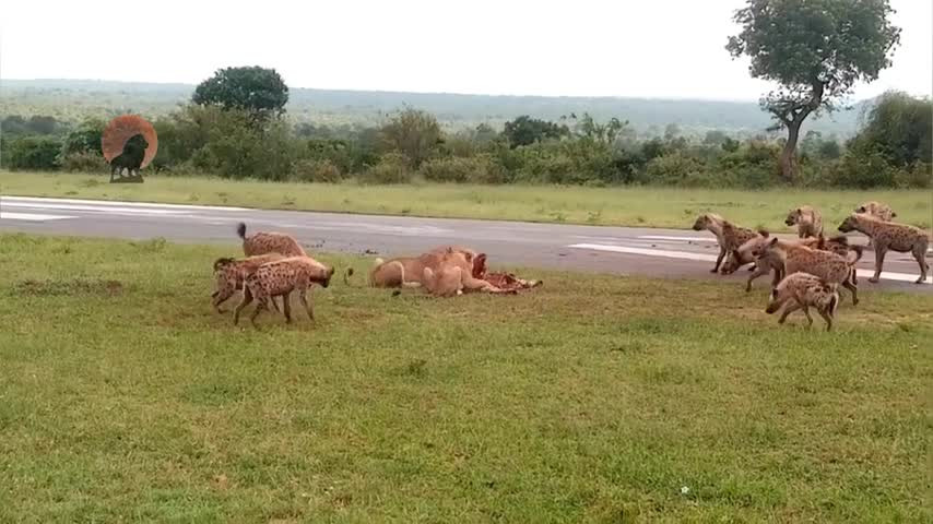 Video: Kich tinh dan linh cau tim cach cuop moi cua su tu