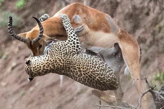 Video: Báo hoa mai ra đòn siêu nhanh hạ sát linh dương Video: Bao hoa mai ra don sieu nhanh ha sat linh duong