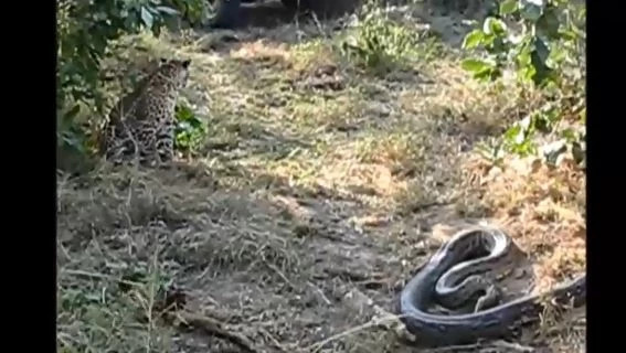 Video: Bao hoa mai hot hoang thao lui vi dung ke an thit dang so