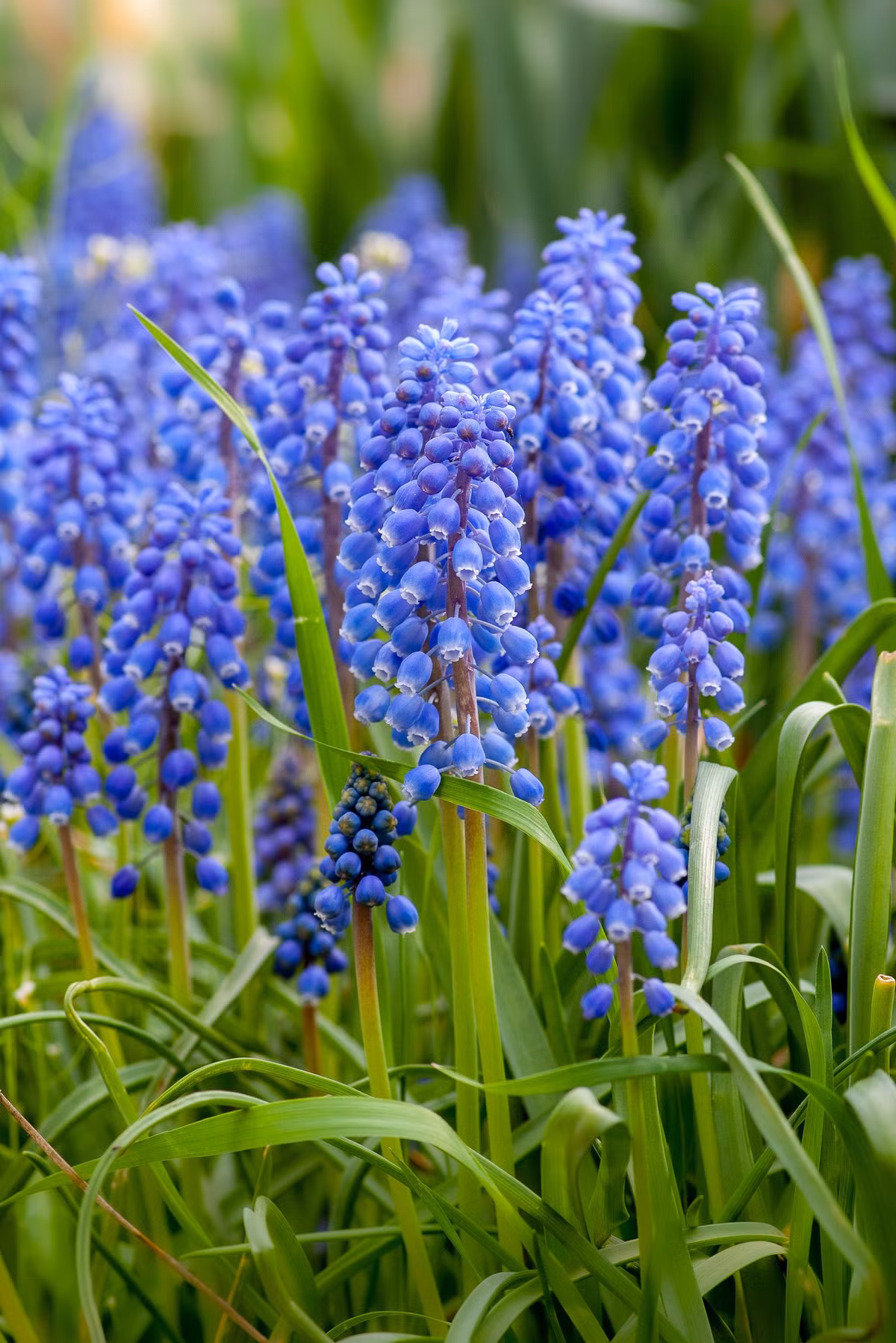 Thoi den khong can noi: 4 con giap don tinh yeu ruc ro, tien tai du da-Hinh-2