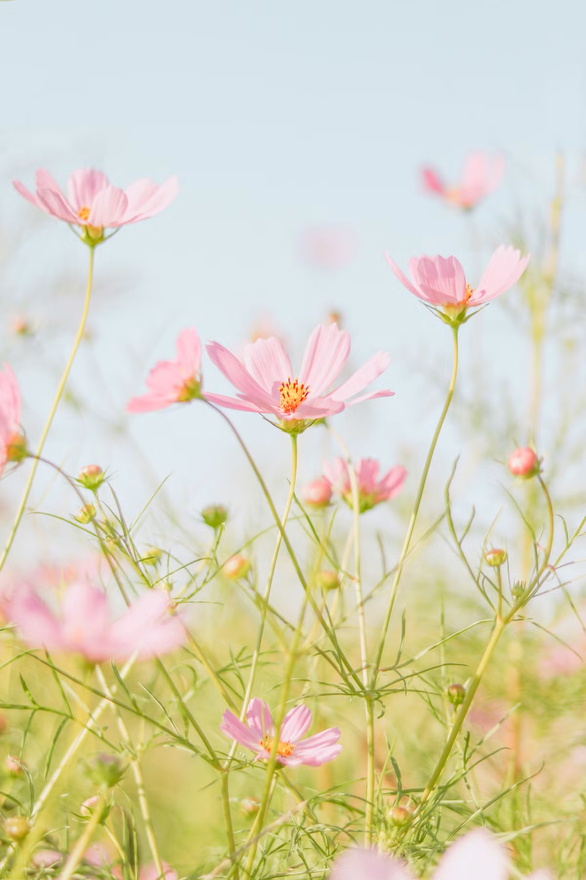 Thoi den khong can noi: 4 con giap don tinh yeu ruc ro, tien tai du da