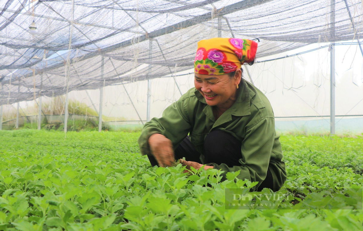 Vuon rau dep nhu phim voi du loai cu, qua tuoi ngon o Nghe An