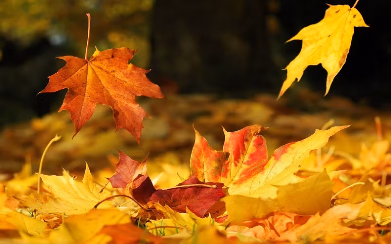 Những con giáp được đề cập đến ngày hôm nay sẽ khởi động năm 2024 với nhiều thành công mới. Cuộc sống của họ sẽ ngày càng suôn sẻ, thịnh vượng, nửa đầu năm 2024 sẽ phát triển lên tầm cao mới và hướng tới mục tiêu lớn hơn.