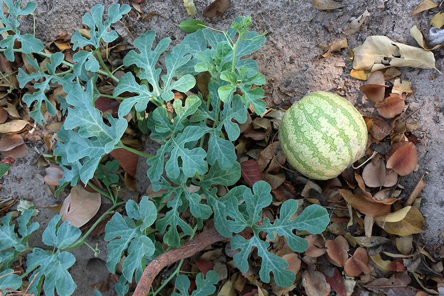 Vi sao khong phai ai cung co the an dua hau sa mac?-Hinh-3