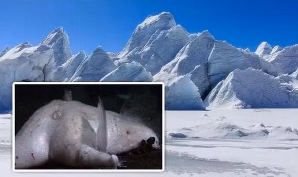 Phat hien moi o Nam Cuc: 