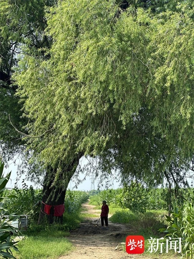 Cây cổ thụ hàng trăm năm tuổi được 5 thế hệ người dân bảo vệ ảnh 3 Cây cổ thụ hàng trăm năm tuổi được 5 thế hệ người dân bảo vệ ảnh 3