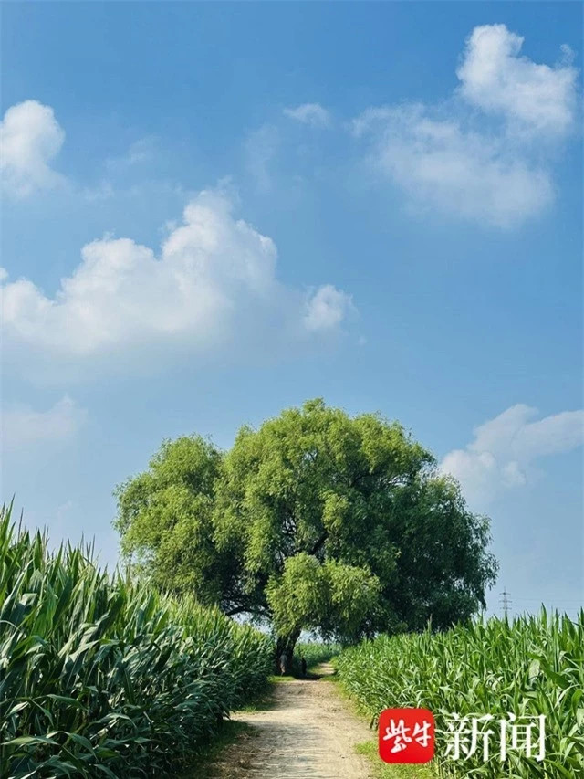 Cây cổ thụ hàng trăm năm tuổi được 5 thế hệ người dân bảo vệ ảnh 1 Cây cổ thụ hàng trăm năm tuổi được 5 thế hệ người dân bảo vệ ảnh 1