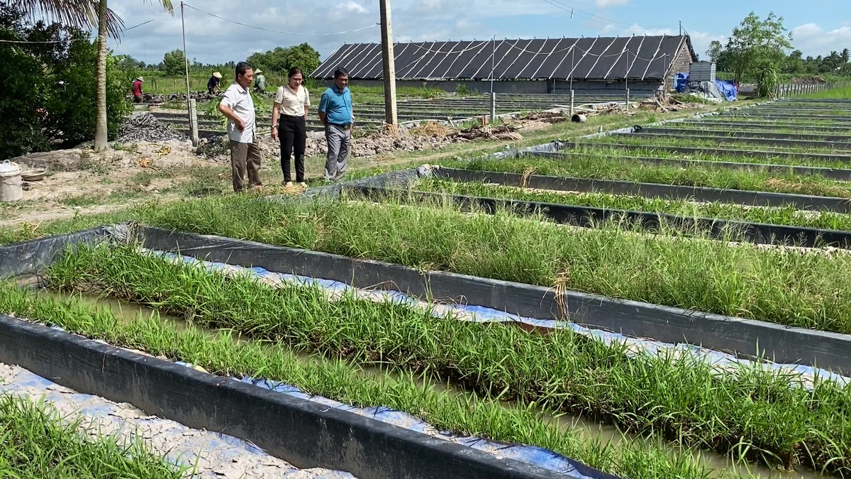 Ep luon de trung, nong dan Vinh Long bat ngo phat tai