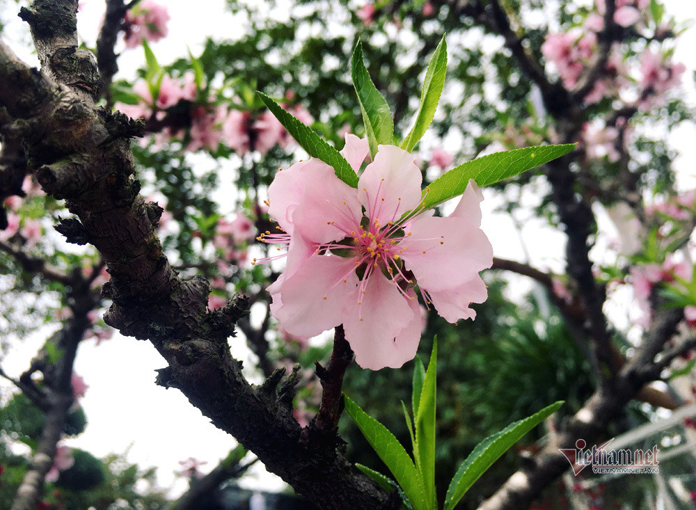 Nhiều bông hoa đã nở rất đẹp mắt