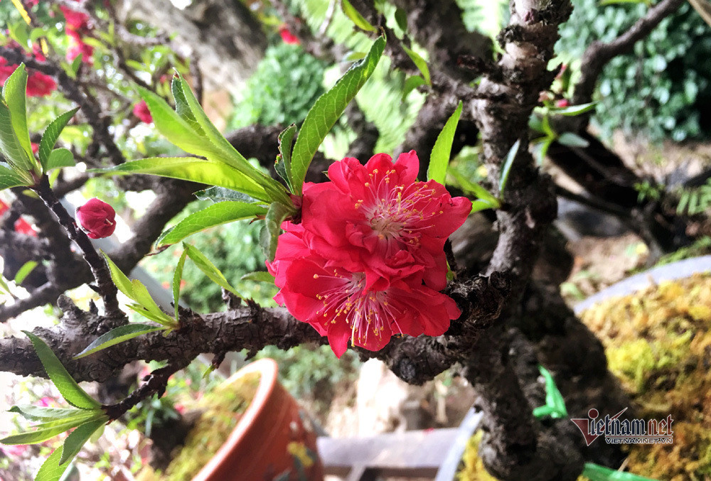 Những năm trước, khách quen nhà anh đều về tận nơi đặt mua và thuê cây về chơi Tết. Song, đây cũng là năm đầu tiên, anh đưa những cực phẩm này về Hà Nội, chủ yếu để cho thuê đến hết Tết xong lại đem về chăm sóc. Bởi theo anh Cường, với thời tiết nắng lại nồm ẩm mấy ngày nay ở Hà Nội hoa sẽ nở bung và nhanh tàn. Hơn nữa, không phải ai cũng biết chăm giống đào này, nếu không đúng kỹ thuật cây sẽ nhanh chết. Ảnh: Hiện anh Cường sở hữu khoảng 200 gốc đào thất thốn tuổi từ 17-30 năm