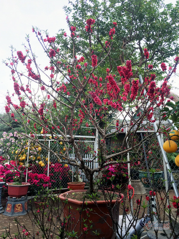 Thời điểm này, nhiều gốc đào thất thốn của anh đã bung nở hoa rực rỡ, cây ra nhiều nụ, lộc lá. Từ nay đến qua Tết, hoa sẽ nối đuôi nhau nở. Đặc biệt, khi hoa tàn sẽ tiếp tục chơi quả. Bên cạnh giống đào bích, anh còn có đào phai 5 cánh hồng được nhiều người yêu thích.