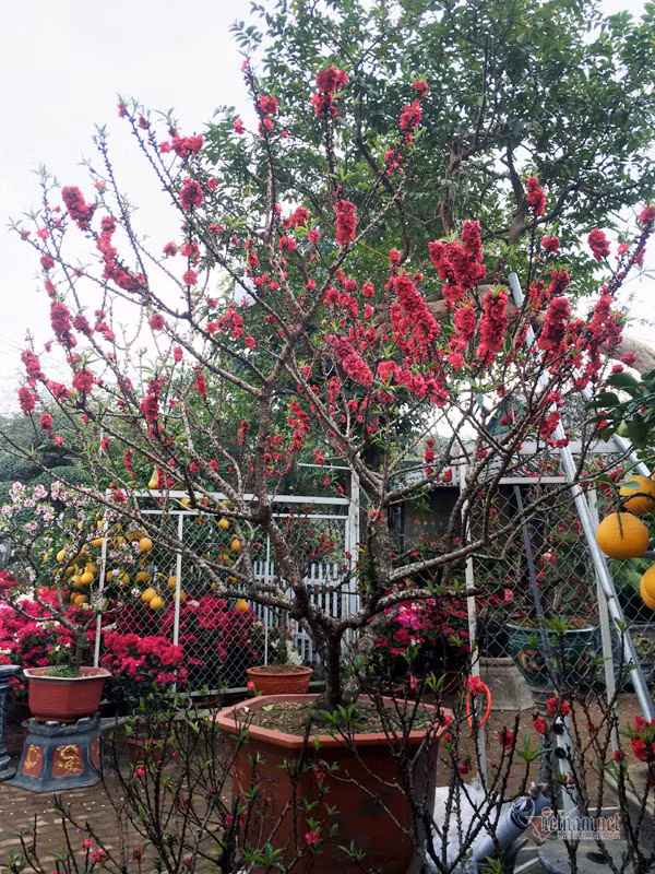 hời điểm này, nhiều gốc đào thất thốn của anh đã bung nở hoa rực rỡ, cây ra nhiều nụ, lộc lá. Từ nay đến qua Tết, hoa sẽ nối đuôi nhau nở. Đặc biệt, khi hoa tàn sẽ tiếp tục chơi quả. Bên cạnh giống đào bích, anh còn có đào phai 5 cánh hồng được nhiều người yêu thích.