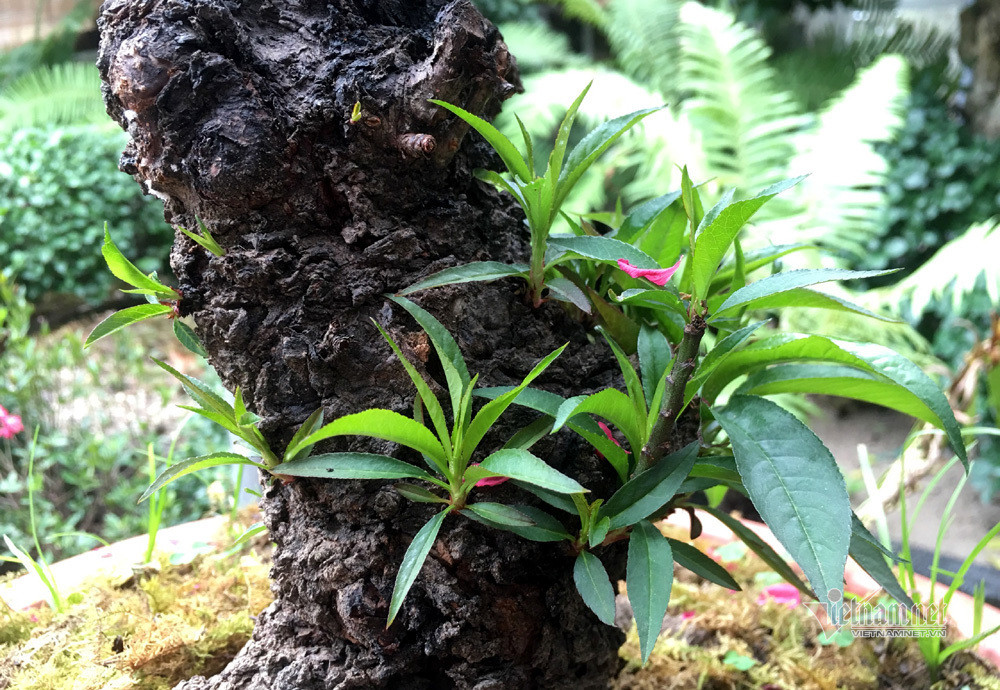 Anh Cường cho biết, giống đào thất thốn này có nguồn gốc từ Trung Quốc, được anh sưu tầm đem về trồng tại Lạng Sơn. Chúng đặc biệt thích hợp với khí hậu lạnh, có sương muối của vùng núi, vì vậy cho bông nở to, cánh dày, hoa có màu hồng đỏ kết hợp với nhị màu vàng và màu hồng phai rất rực rỡ. Từ gốc đến cành đều sùi phồng, nổi những mấu xù xì tạo nên vẻ cổ kính, phong trần hiếm có. Ảnh: Từ những gốc cây xù xì, đen già cổ kính vẫn bật tung chồi non xanh