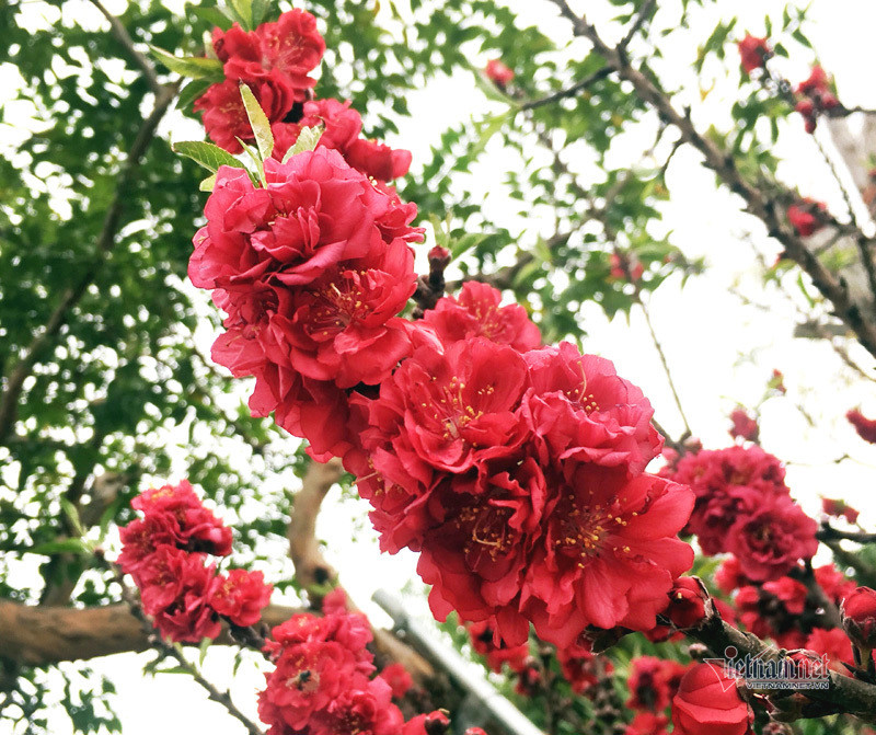 Vốn có đam mê chơi đào cổ đã 10 năm nay, anh Nguyễn Cường - chủ vườn đào cổ - chia sẻ, hiện nay anh sở hữu khoảng 200 gốc đào thất thốn, ước tính giá trị toàn vườn lên đến 3-4 tỷ đồng. Đa phần các gốc đào này đều có tuổi từ 17-30 năm, trong đó gốc có tuổi đời cao nhất lên đến 40 năm. Ảnh: Hoa có màu đỏ thắm, nở thành từng chùm rất hợp với không khí ngày Tết