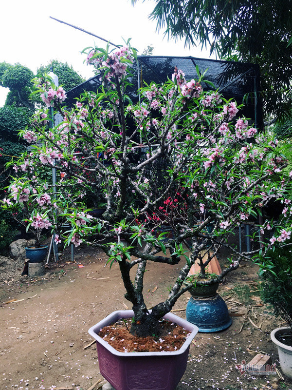 Anh Cường chia sẻ, giá trị của những cây đào thất thốn này không chỉ ở hoa và lộc, mà còn bởi hầu hết đều có dáng thế hoàn toàn tự nhiên, mang vẻ đẹp nguyên bản, đơn sơ. Với người chơi hoa, mỗi dáng thế đều mang ý nghĩa riêng, ẩn chứa vẻ đẹp, cốt cách trong đó.