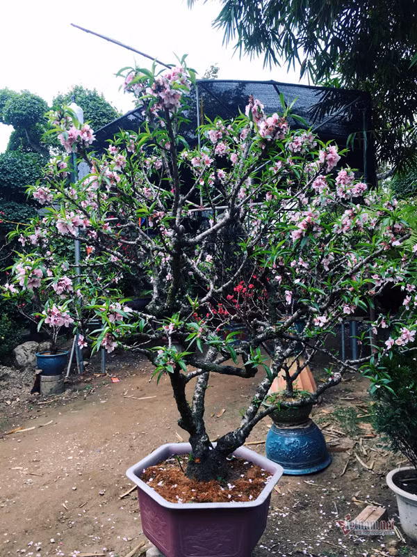 Anh Cường chia sẻ, giá trị của những cây đào thất thốn này không chỉ ở hoa và lộc, mà còn bởi hầu hết đều có dáng thế hoàn toàn tự nhiên, mang vẻ đẹp nguyên bản, đơn sơ. Với người chơi hoa, mỗi dáng thế đều mang ý nghĩa riêng, ẩn chứa vẻ đẹp, cốt cách trong đó.