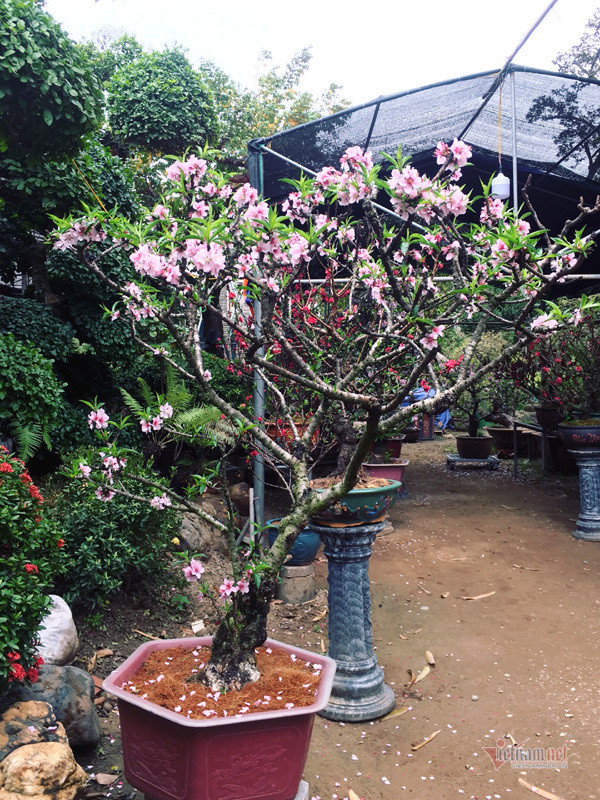 “Có những cây đại gia trả giá 50 triệu đồng, thậm chí đến cả trăm triệu tôi vẫn nhất quyết không bán”, anh nói. Bên cạnh đó, anh còn có những chậu đào thất thốn mini cao 30-40cm có giá khoảng 2 triệu đồng/chậu đáp ứng nhu cầu sở hữu chơi hoa của nhiều người.