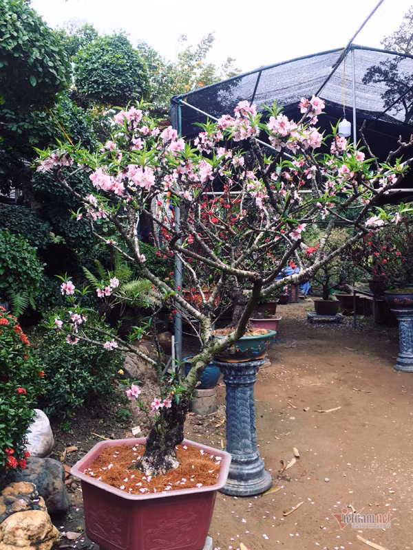 “Có những cây đại gia trả giá 50 triệu đồng, thậm chí đến cả trăm triệu tôi vẫn nhất quyết không bán”, anh nói. Bên cạnh đó, anh còn có những chậu đào thất thốn mini cao 30-40cm có giá khoảng 2 triệu đồng/chậu đáp ứng nhu cầu sở hữu chơi hoa của nhiều người.
