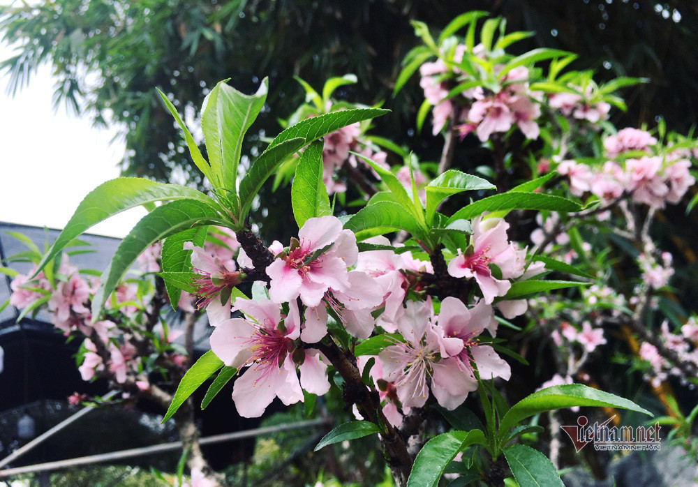 Có cây khách trả cả trăm triệu anh cũng không bán