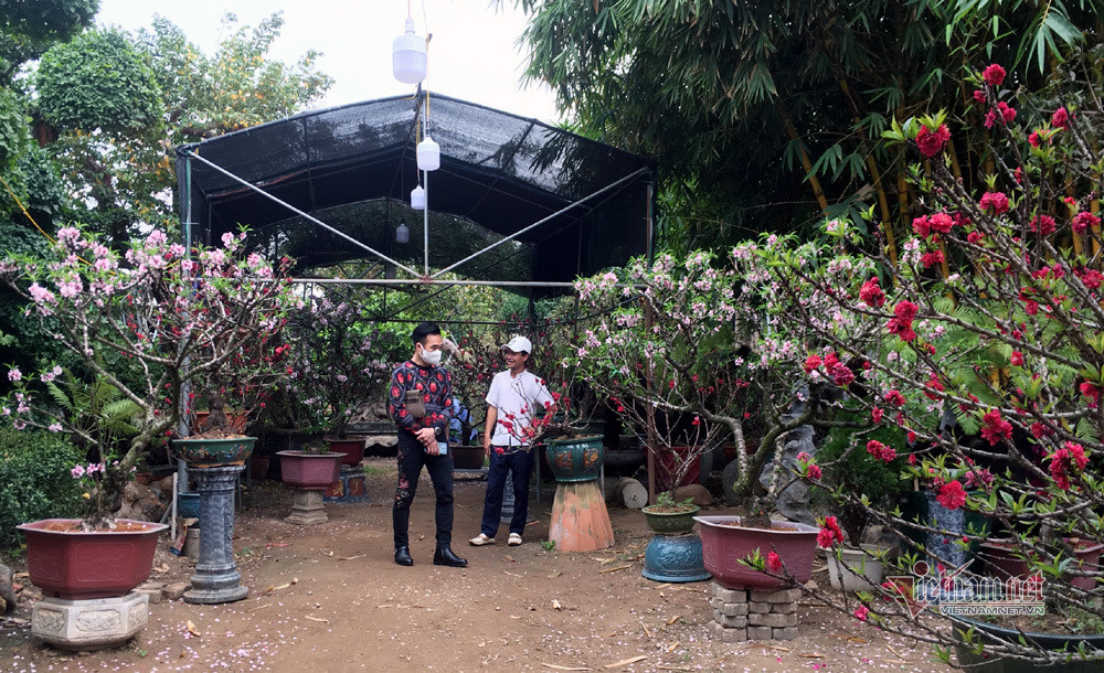 Ảnh: Phần lớn anh Cường chỉ cho thuê chứ không bán, với giá dao động 15-30 triệu đồng/cây